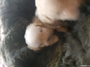 Căței de companie  - imagine 2