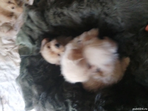 Căței de companie  - imagine 3