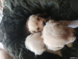 Căței de companie  - imagine 4