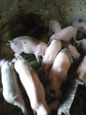 Vând purcei la 8 săptămâni  - imagine 3