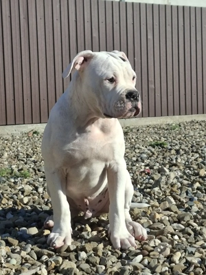 Bulldog America  - imagine 2 Bulldog America  - imagine 2