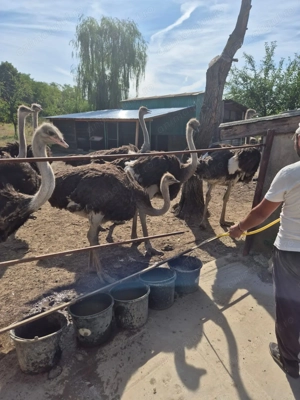 Vând Struți BIO, intre 8 și 12 luni  - imagine 3