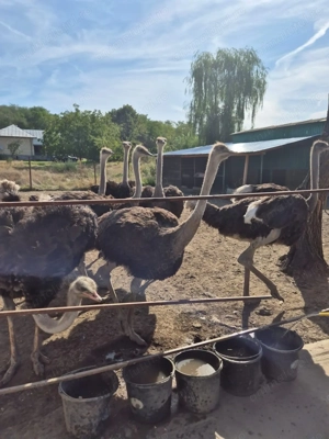 Vând Struți BIO, intre 8 și 12 luni