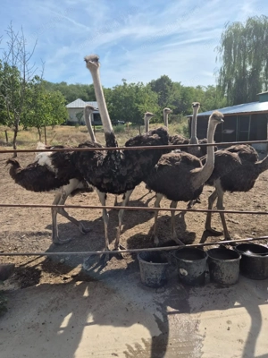 Vând Struți BIO, intre 8 și 12 luni  - imagine 2