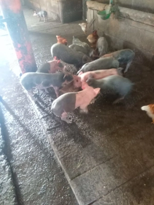 Vând purcei rasa pietrean belgian  - imagine 3