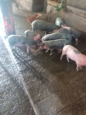 Vând purcei rasa pietrean belgian 