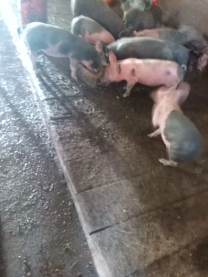 Vând purcei rasa pietrean belgian  - imagine 2