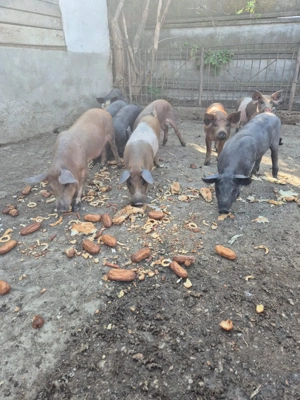 Vând Porci Bio, intre 3 și 6 luni, Bazna și Duroc 