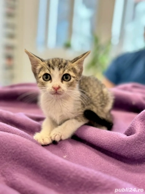 Pisicuta pentru adoptie