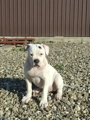 Bulldog America  - imagine 3 Bulldog America  - imagine 3