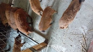 Purcei de mangalita - imagine 2