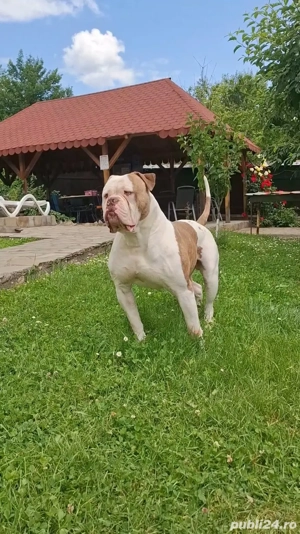 Bulldog America  - imagine 4 Bulldog America  - imagine 4