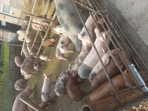 Purcei 8 săptămâni  - 400 lei