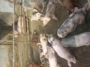 Purcei 8 săptămâni  - 400 lei - imagine 2