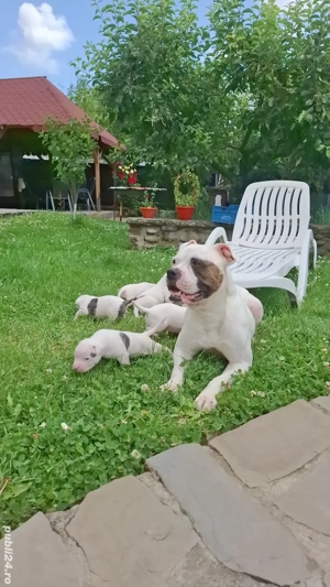 Bulldog America  - imagine 5 Bulldog America  - imagine 5