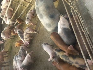 Purcei 8 săptămâni  - 400 lei - imagine 3