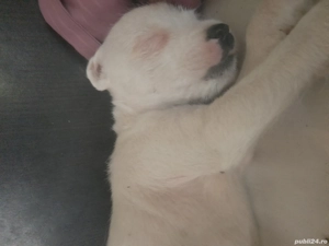 Caței de companie  - imagine 2 Caței de companie  - imagine 2