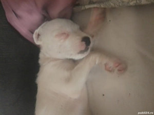 Caței de companie  - imagine 3 Caței de companie  - imagine 3