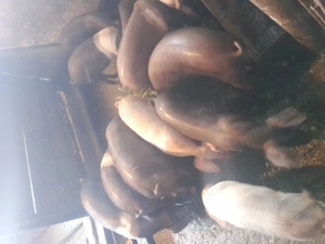 Purcei castrați  - imagine 2 Purcei castrați  - imagine 2