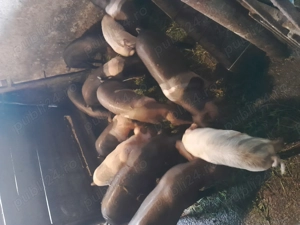 Purcei castrați  - imagine 3 Purcei castrați  - imagine 3