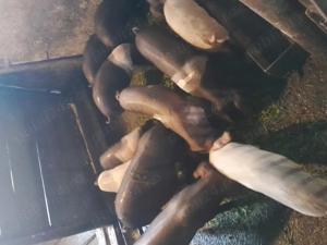 Purcei castrați  - imagine 4 Purcei castrați  - imagine 4