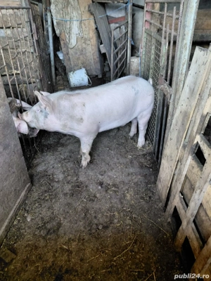 vand un vier marele alb