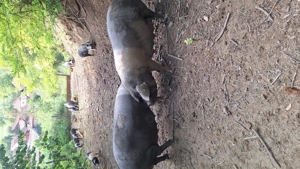 Porci bazna ( scroafă gestantă)