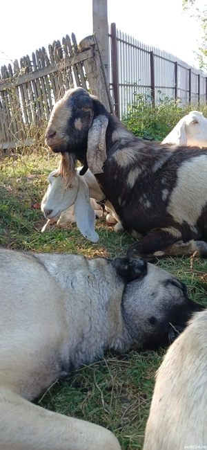 Tap anglo nubian schimb cu pui Kangal - imagine 2