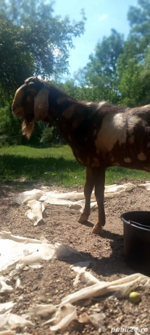 Tap anglo nubian schimb cu pui Kangal - imagine 3