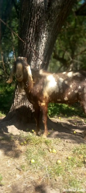 Tap anglo nubian schimb cu pui Kangal - imagine 4