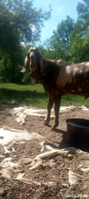 Tap anglo nubian schimb cu pui Kangal - imagine 5