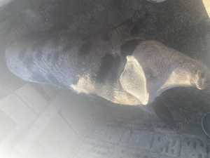 Scroafa de vanzare 160 kg