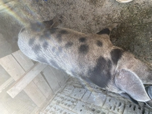 Scroafa de vanzare 160 kg - imagine 2