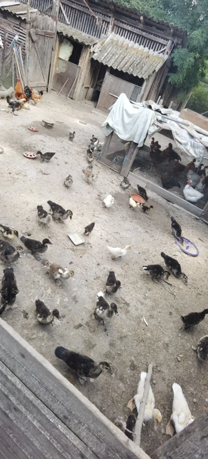 Rațe și rățoi  - imagine 2