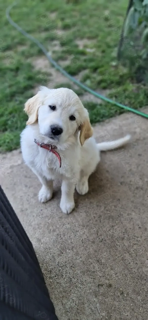 Golden Retriever, 2 luni si 2 saptamani, femela.