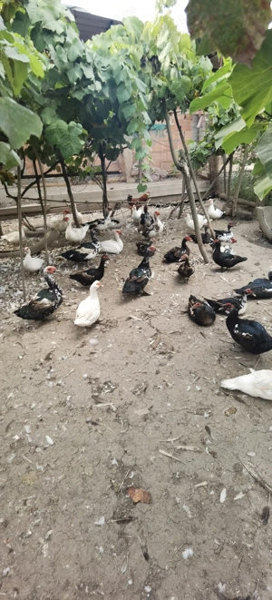 Rațe și rățoi  - imagine 4