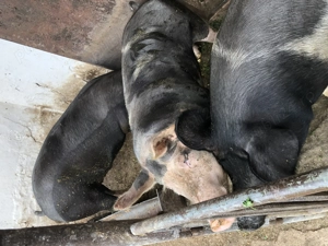 Vand porci pietran - imagine 4