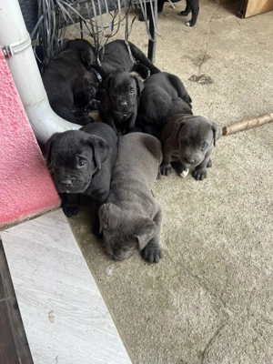 Catei Cane Corso