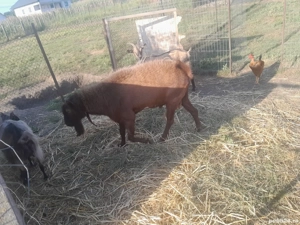 Vând țap în vârstă de 3 ani