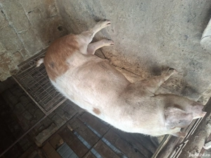 porc de vânzare  - imagine 2