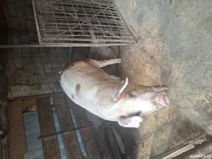 porc de vânzare  - imagine 3