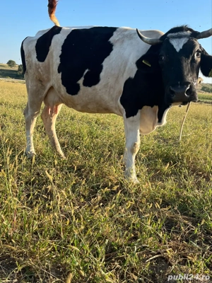 vand doua vaci gestante