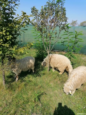 Vând sau schimb  - imagine 2