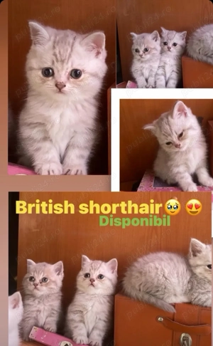 Puiuti British Shorthair Disponibili!
