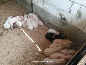 Vind purcei de crescut 