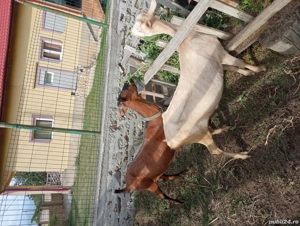 Vand capre sanen. - imagine 4