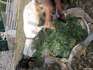 Vand capre sanen. - imagine 2