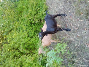 Vand capre  - imagine 2