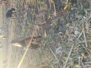 Tap aglonubiar varsta1jumate