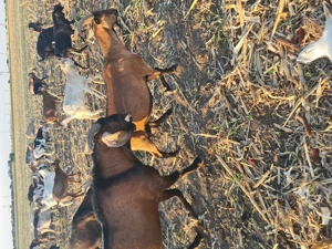 Tap aglonubiar varsta1jumate - imagine 3